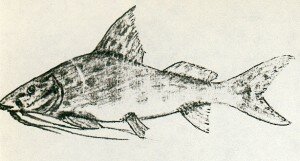 pimelodus-clarias-maculatus-j